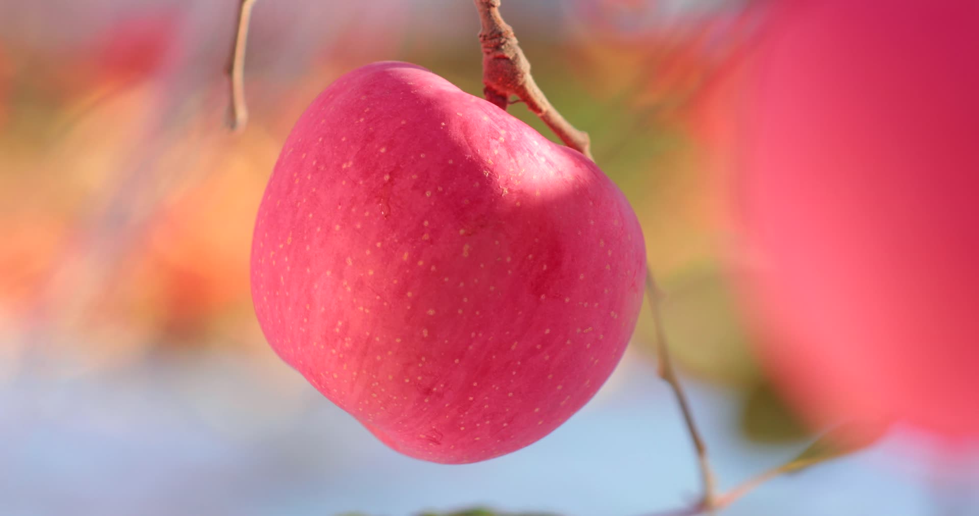 苹果水果实拍苹果树视频的预览图