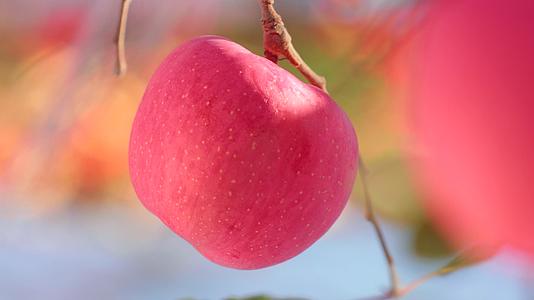 苹果水果实拍苹果树视频的预览图