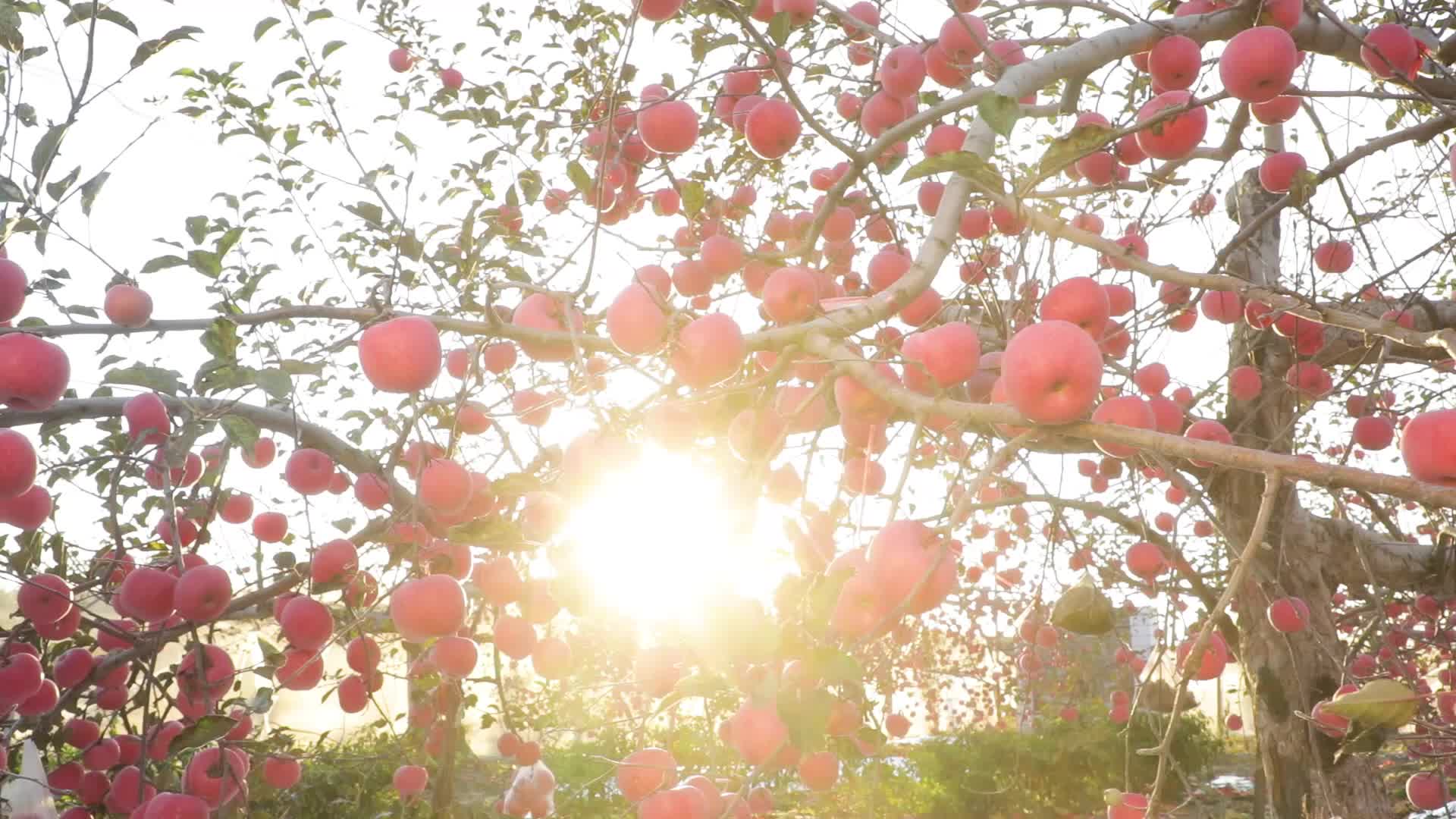 苹果树苹果果园实拍视频的预览图