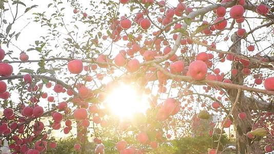 苹果树苹果果园实拍视频的预览图