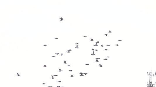 湿地湖泊上空大群飞鸟翱翔视频的预览图