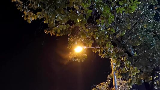 夜晚昏暗的路灯微风吹动树叶视频的预览图