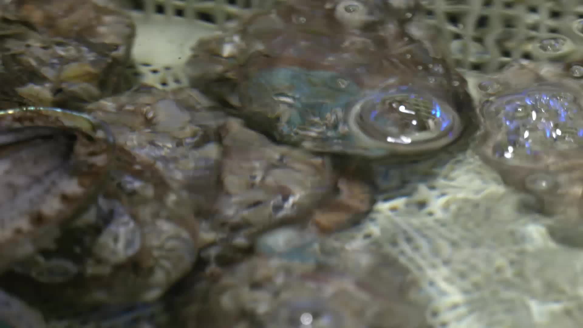 鲍鱼海鲜海鲜美食视频的预览图