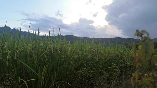 水稻稻谷稻田大米视频的预览图