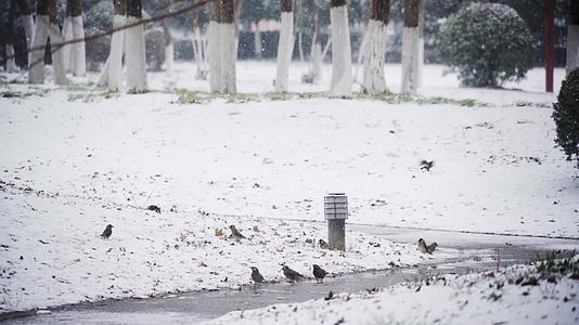 4K北方冬天公园下雪鸟儿觅食实拍视频视频的预览图