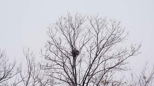 4K北方冬天大雪中树枝上的鸟窝实拍视频视频的预览图