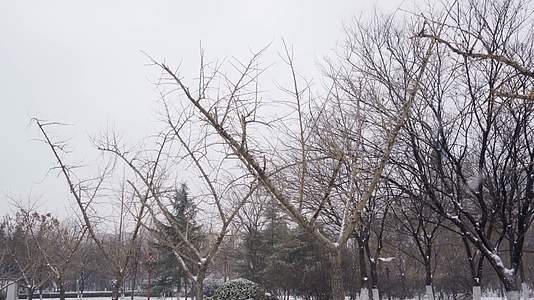 4K北方冬天大雪中公园银杏树实拍视频视频的预览图