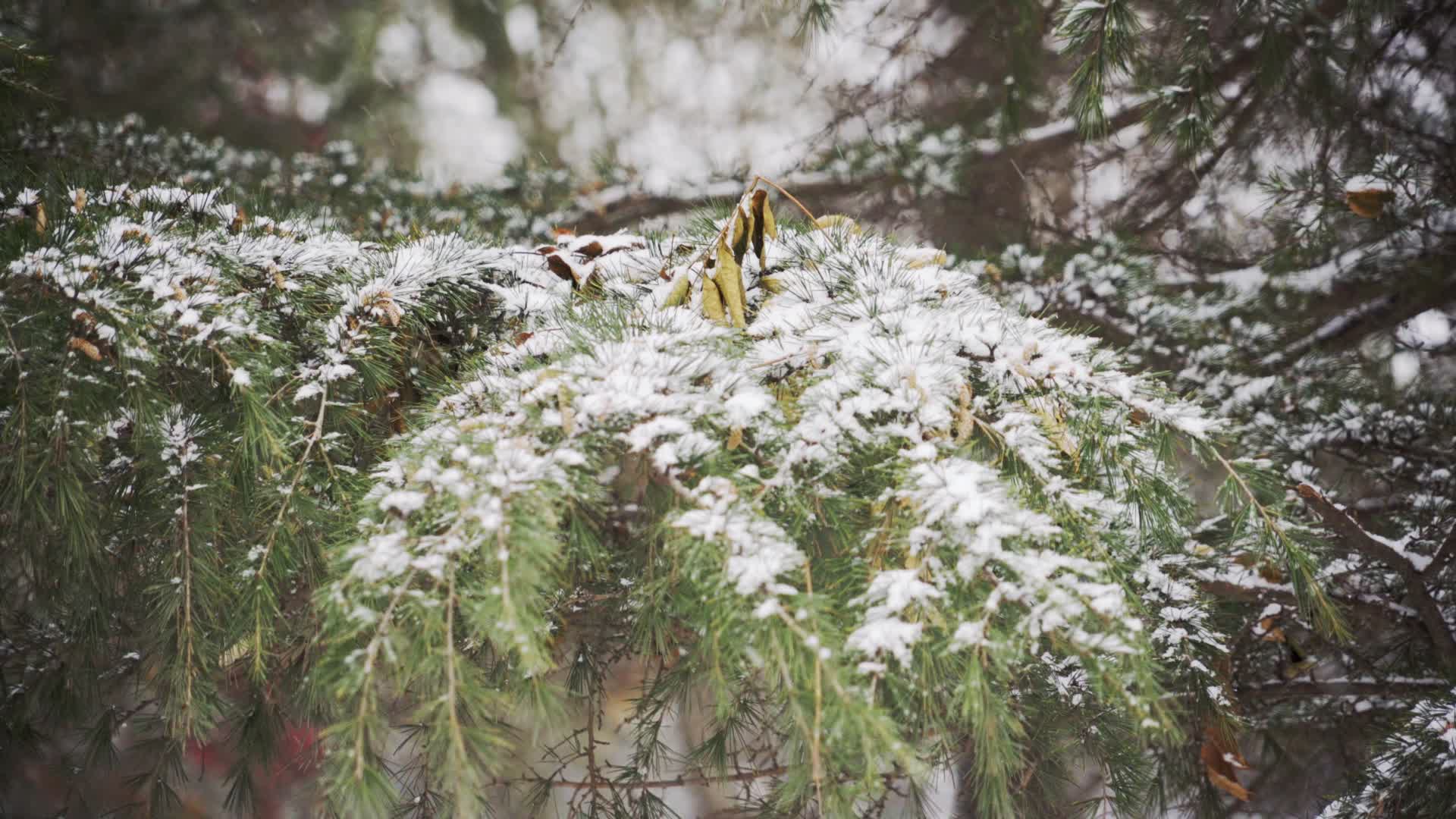 4K北方冬天公园大雪中的松树特写实拍视频视频的预览图