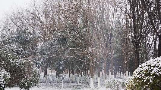 4K北方冬天公园里的树木下雪实拍视频视频的预览图