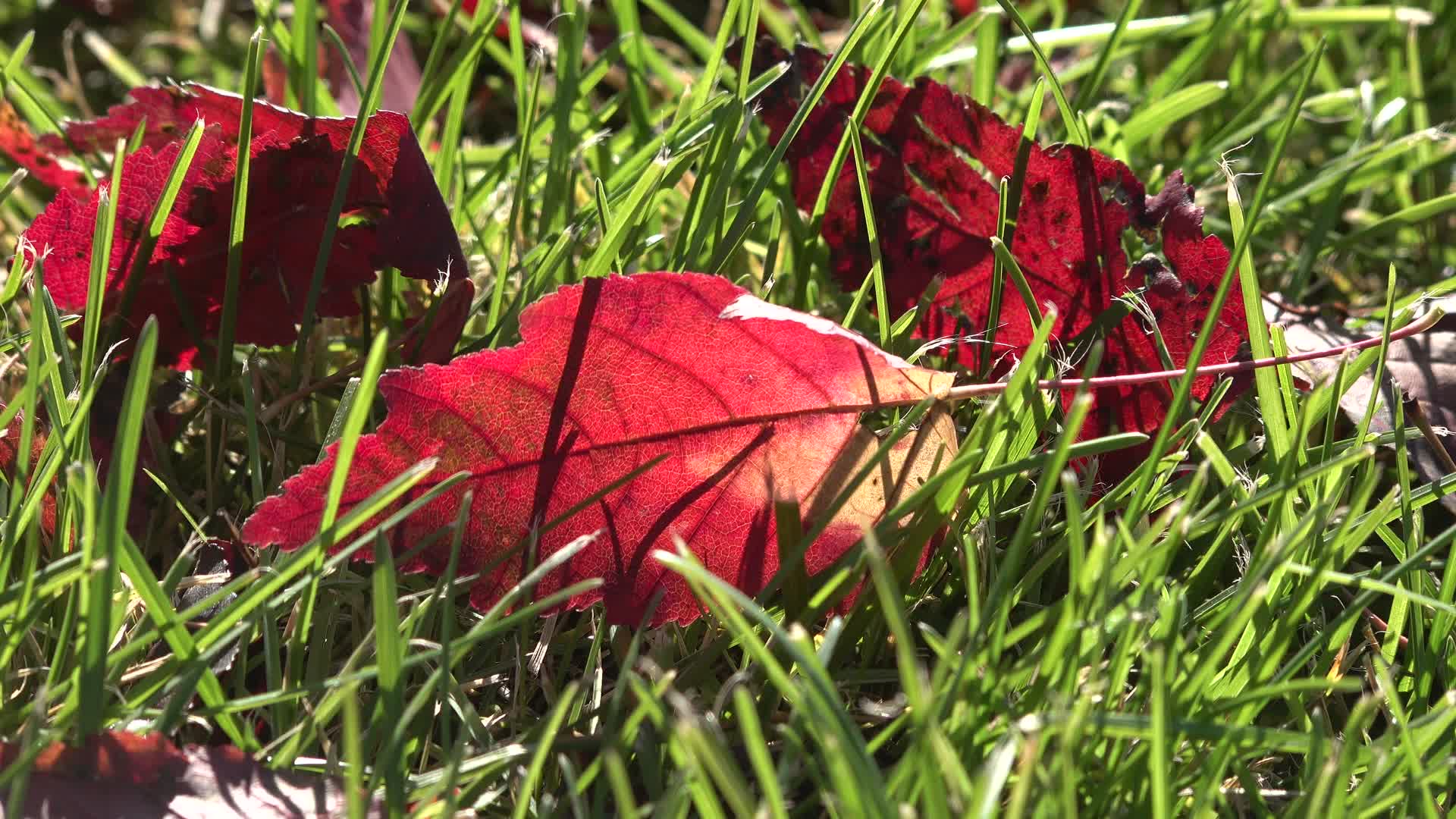 深秋草坪里的红枫落叶视频的预览图