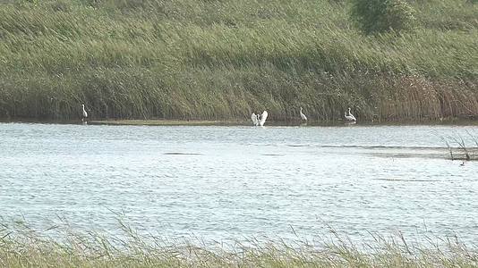 湿地湖泊野生保护鸟类白鹭视频的预览图