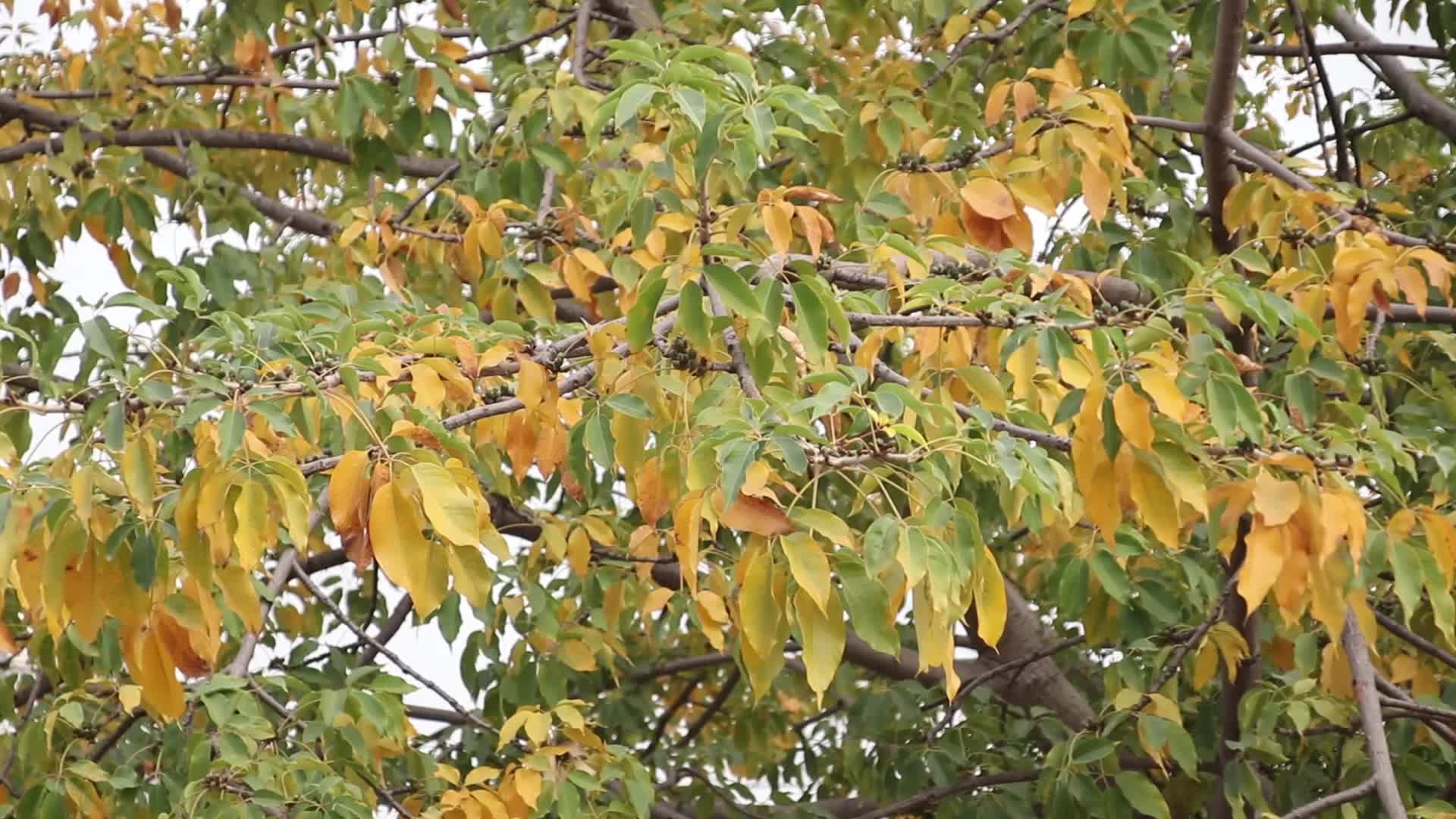 微风吹动的树叶视频的预览图