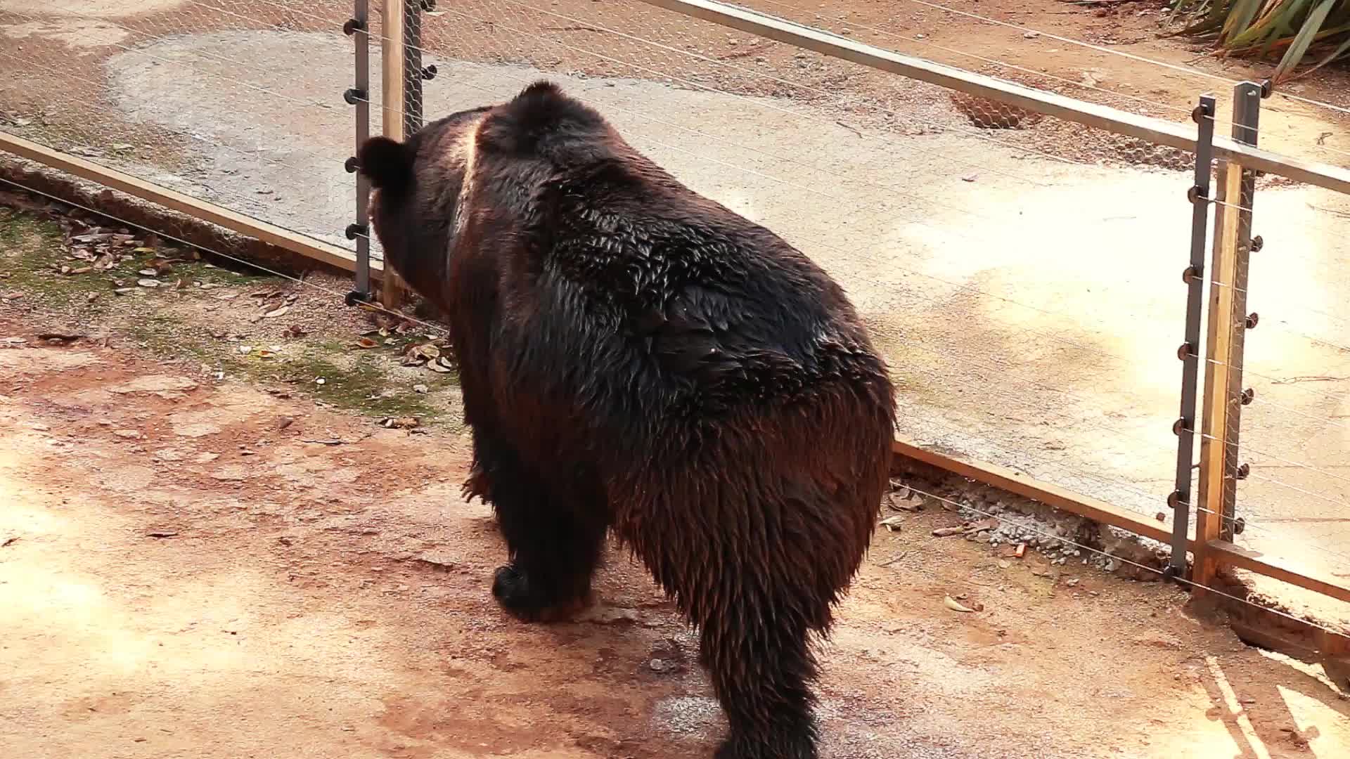 动物园棕熊视频的预览图