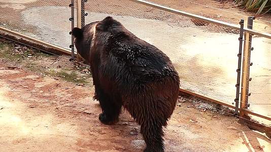 动物园棕熊视频的预览图