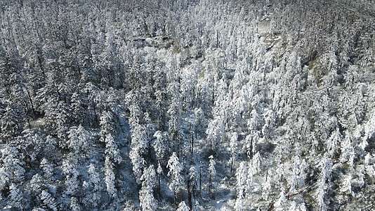 瓦屋山林海雪原视频的预览图