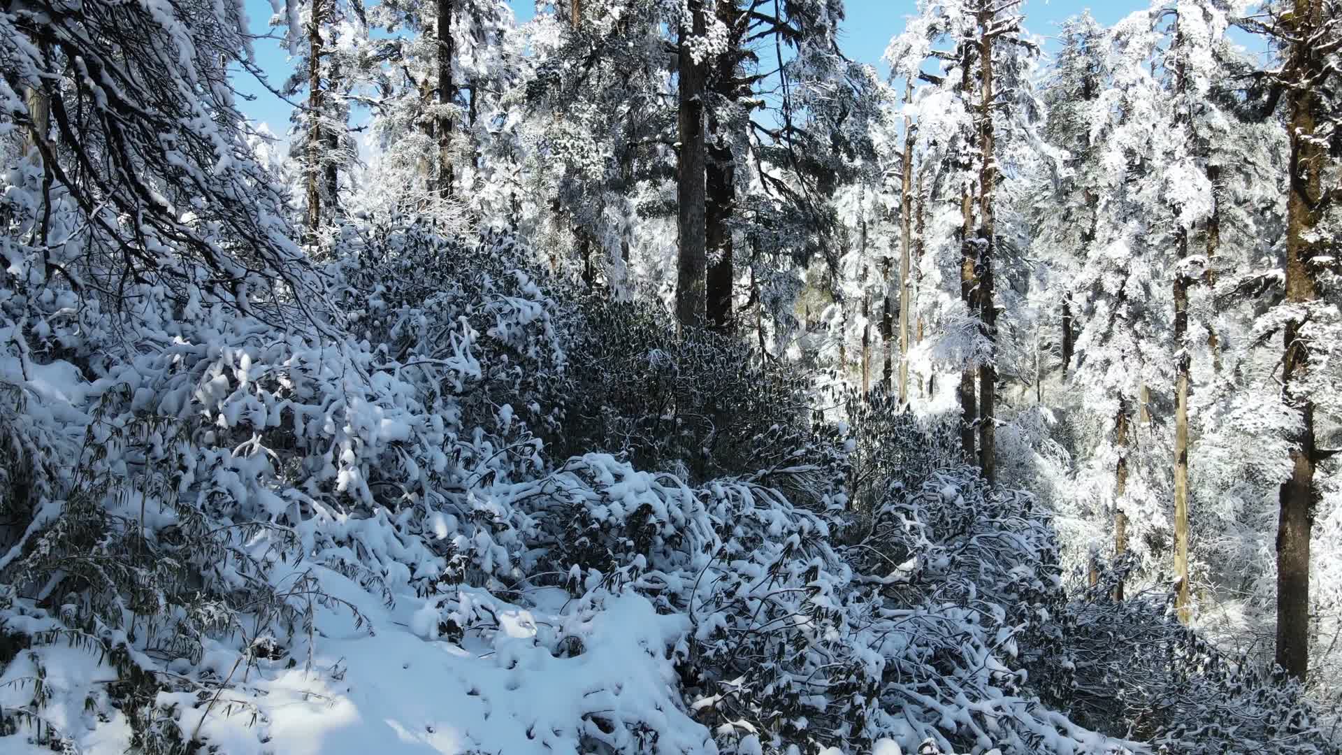 瓦屋山龙苍沟林海雪原视频的预览图