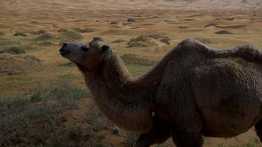 沙漠骆驼视频的预览图