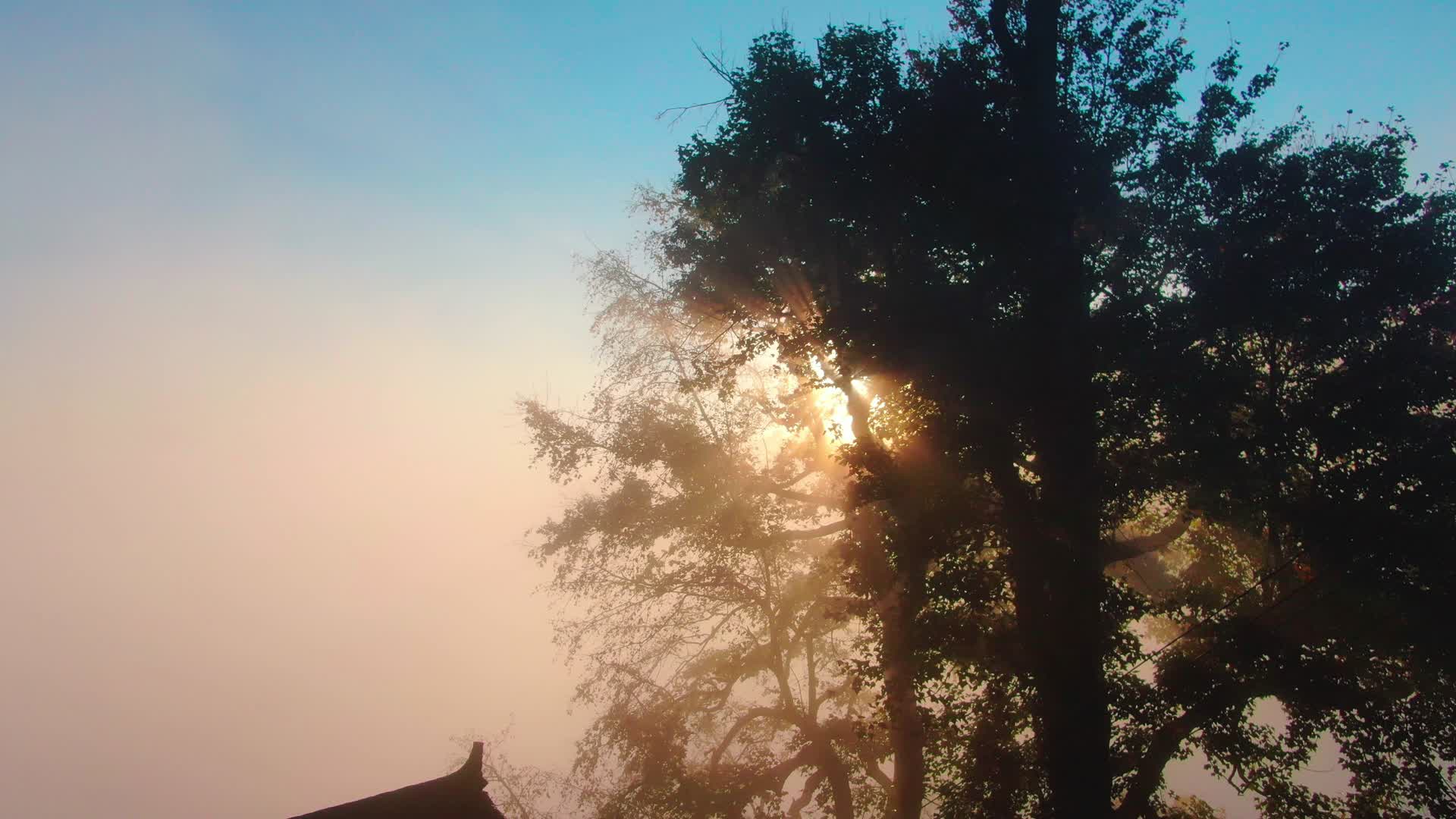 清晨云雾弥漫阳光穿过树枝视频视频的预览图