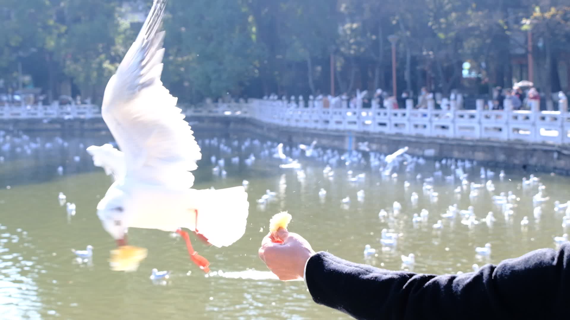 云南昆明翠湖海鸥啄食120p升格视频的预览图