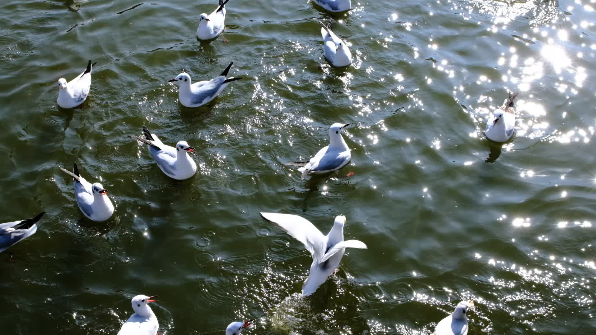 云南昆明翠湖海鸥争抢食物120p升格视频的预览图