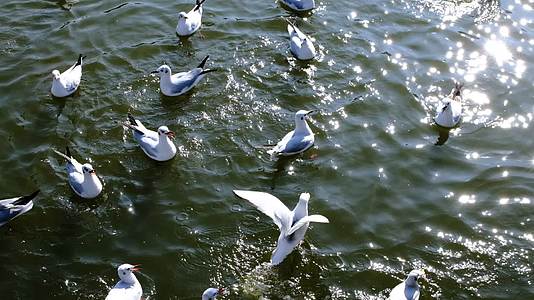 云南昆明翠湖海鸥争抢食物120p升格视频的预览图