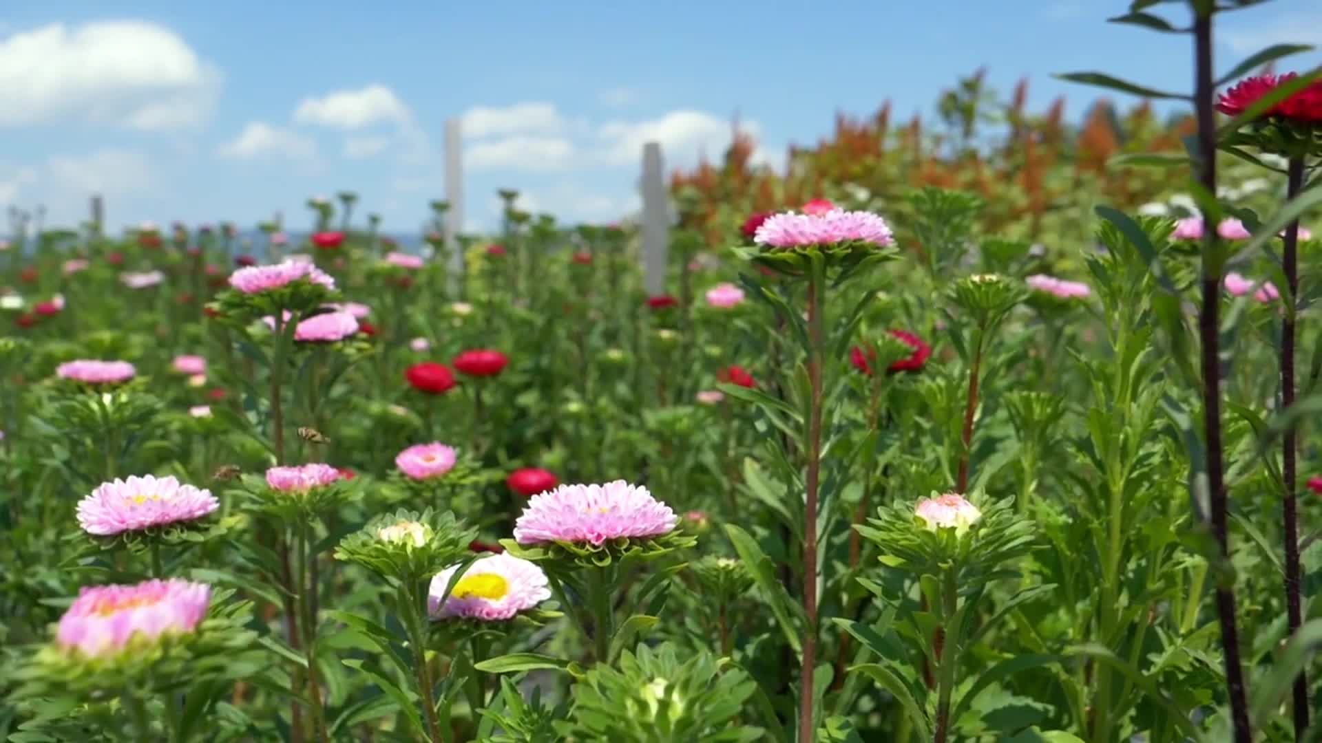 中国的春天中午山坡上飞舞的蜜蜂采蜜微风吹动着花草惬意的大自然美景延时实拍视频视频的预览图