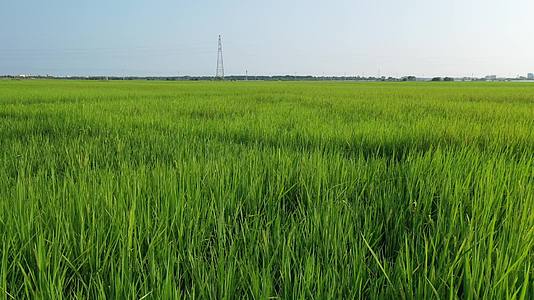 稻田水稻4K航拍视频视频的预览图