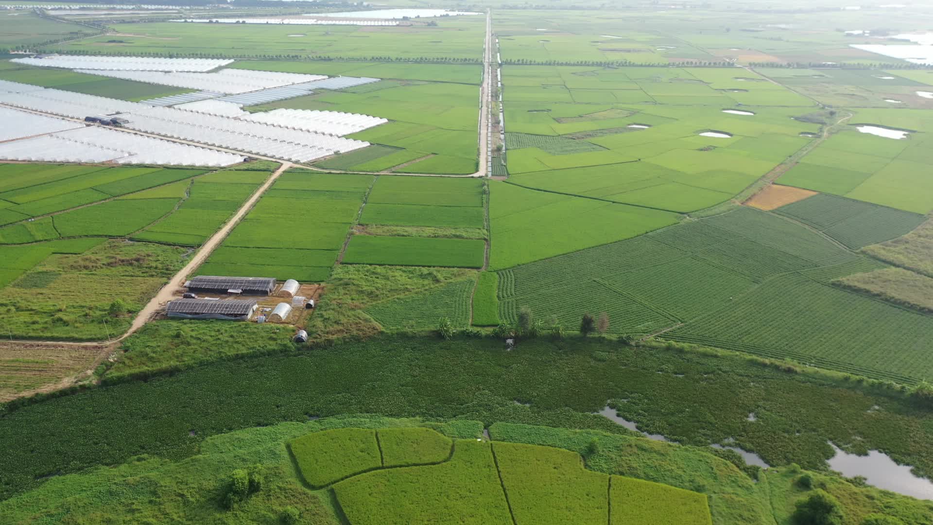 稻田水稻4K航拍视频视频的预览图