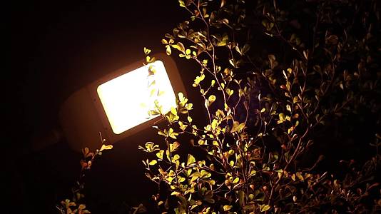 晚间的树木夜晚的路灯昏黄的路灯视频的预览图