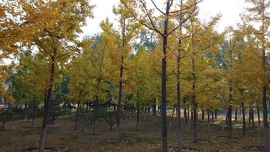 秋色美景银杏树林金秋秋季银杏树秋天黄色视频的预览图