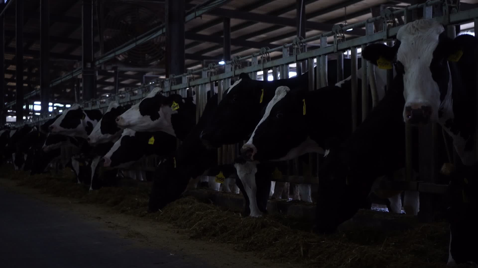 牧场待挤奶奶牛喂养视频的预览图