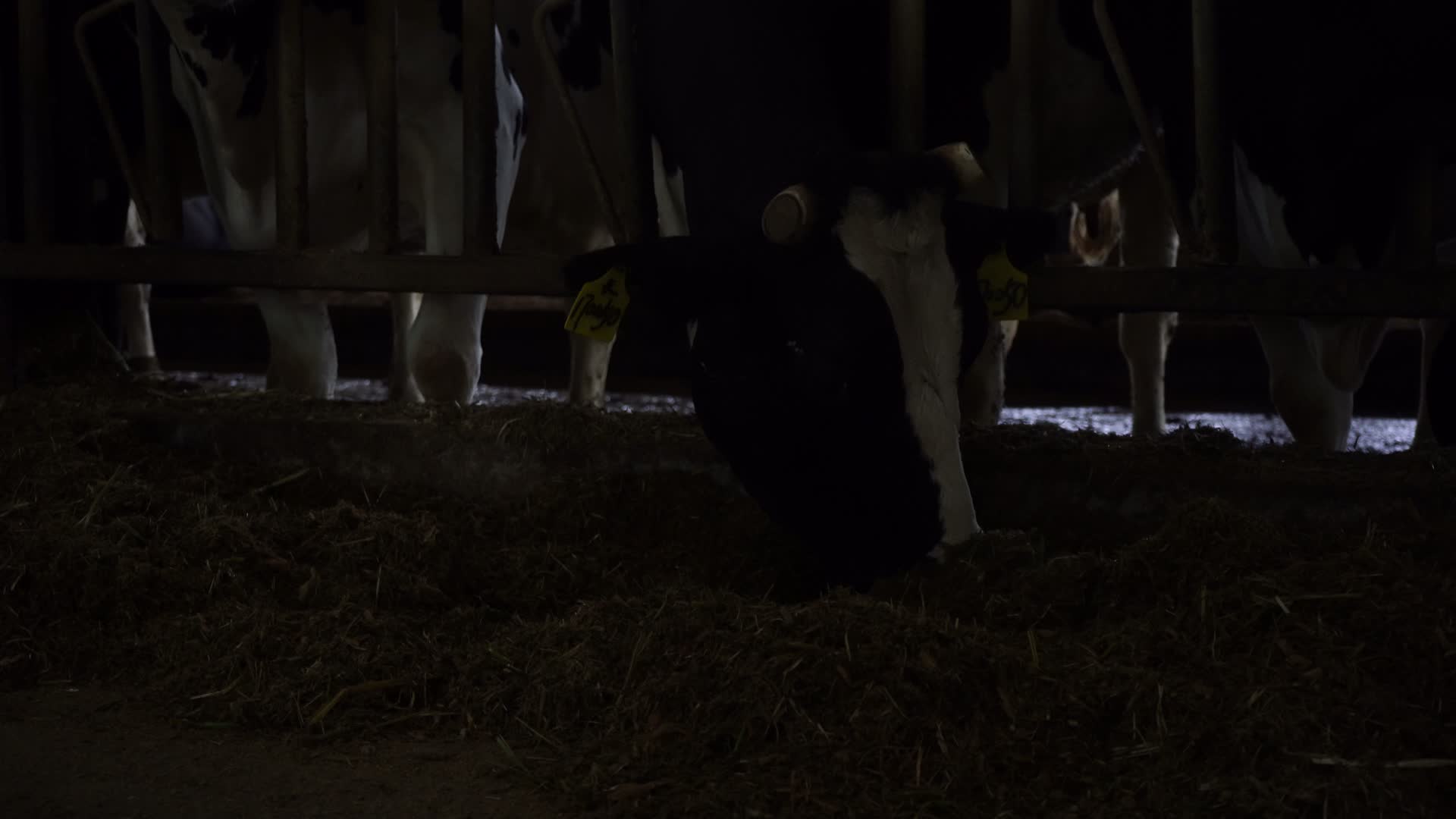 牧场待挤奶奶牛喂养视频的预览图