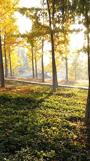 秋色美景银杏树林金秋秋季银杏树秋天黄色视频的预览图