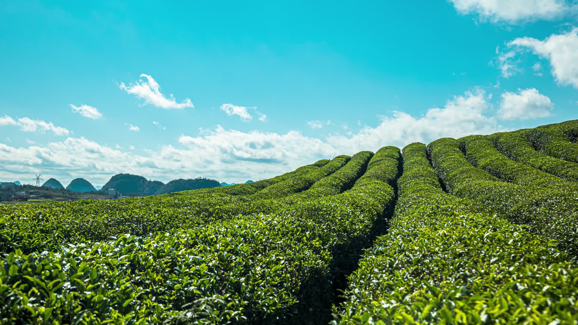 4K延时贵州春茶茶山视频的预览图