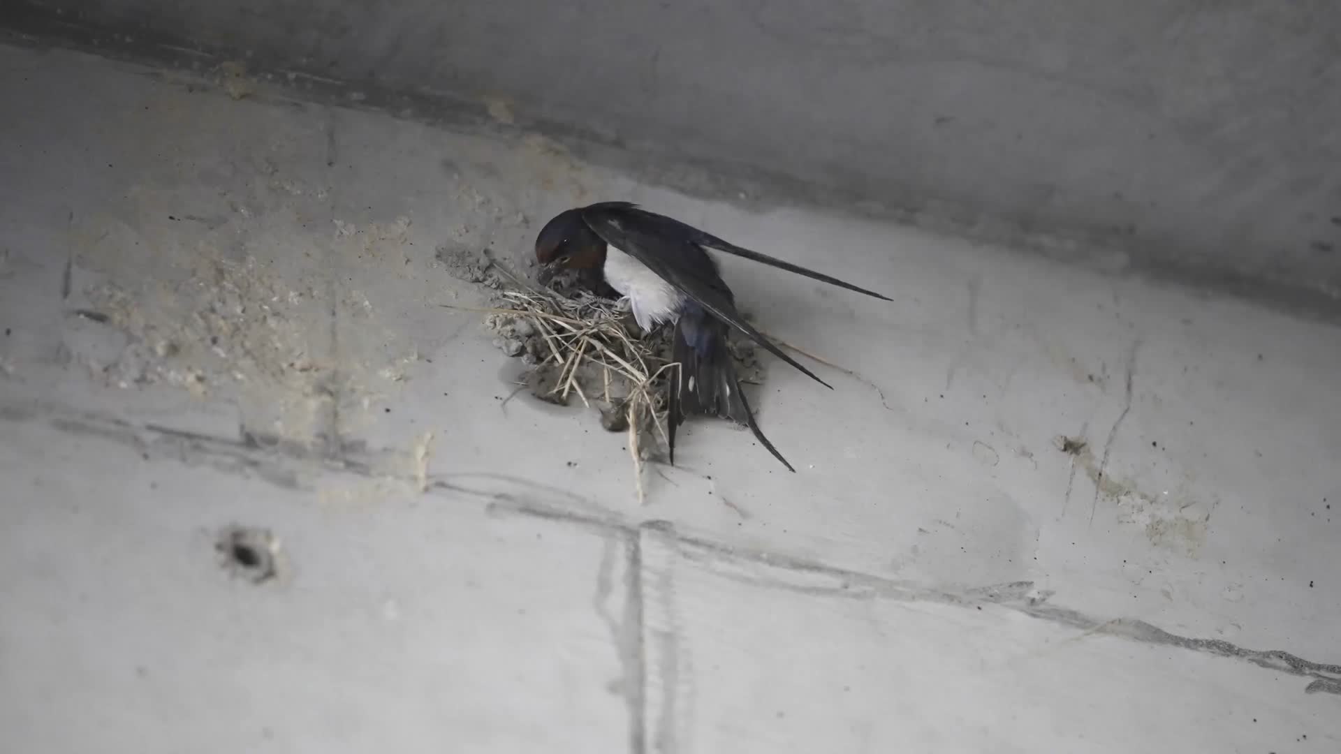 120fps燕子往返飞翔衔泥筑巢视频的预览图