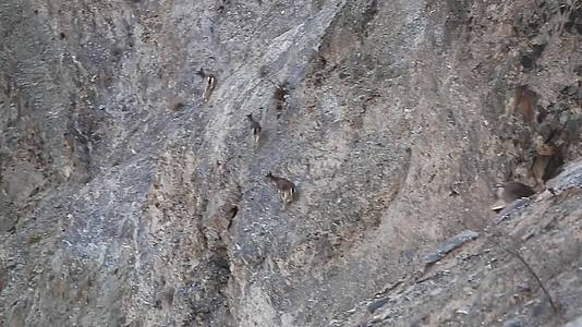 高原羊岩羊野生视频的预览图