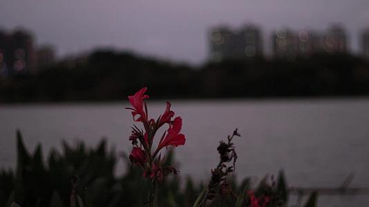 湖边微风吹动花朵视频的预览图