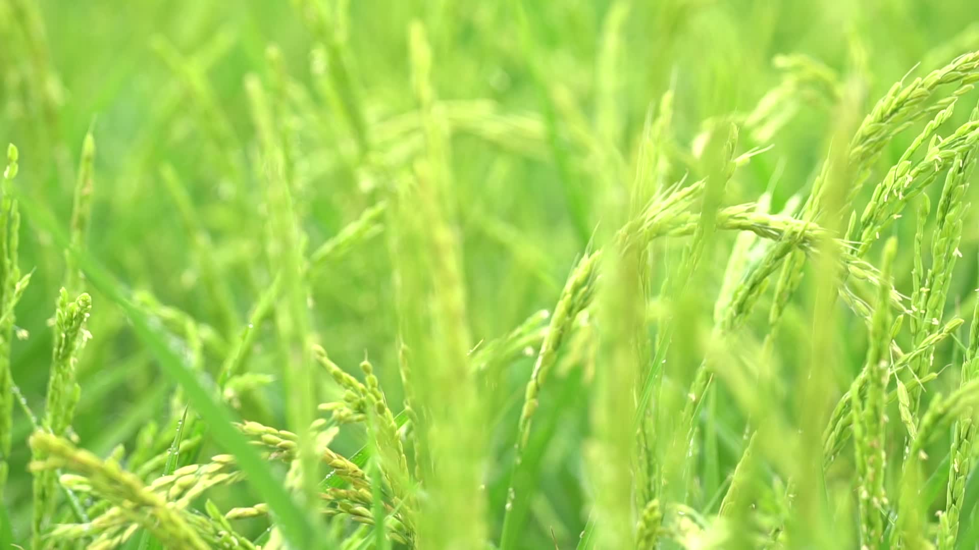 五常水稻田稻苗稻穗视频的预览图