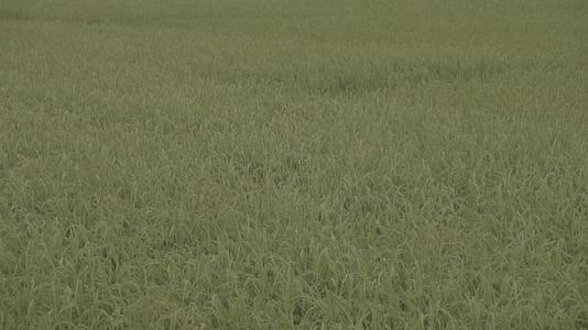 可调色灰片带原声五常水稻田视频的预览图
