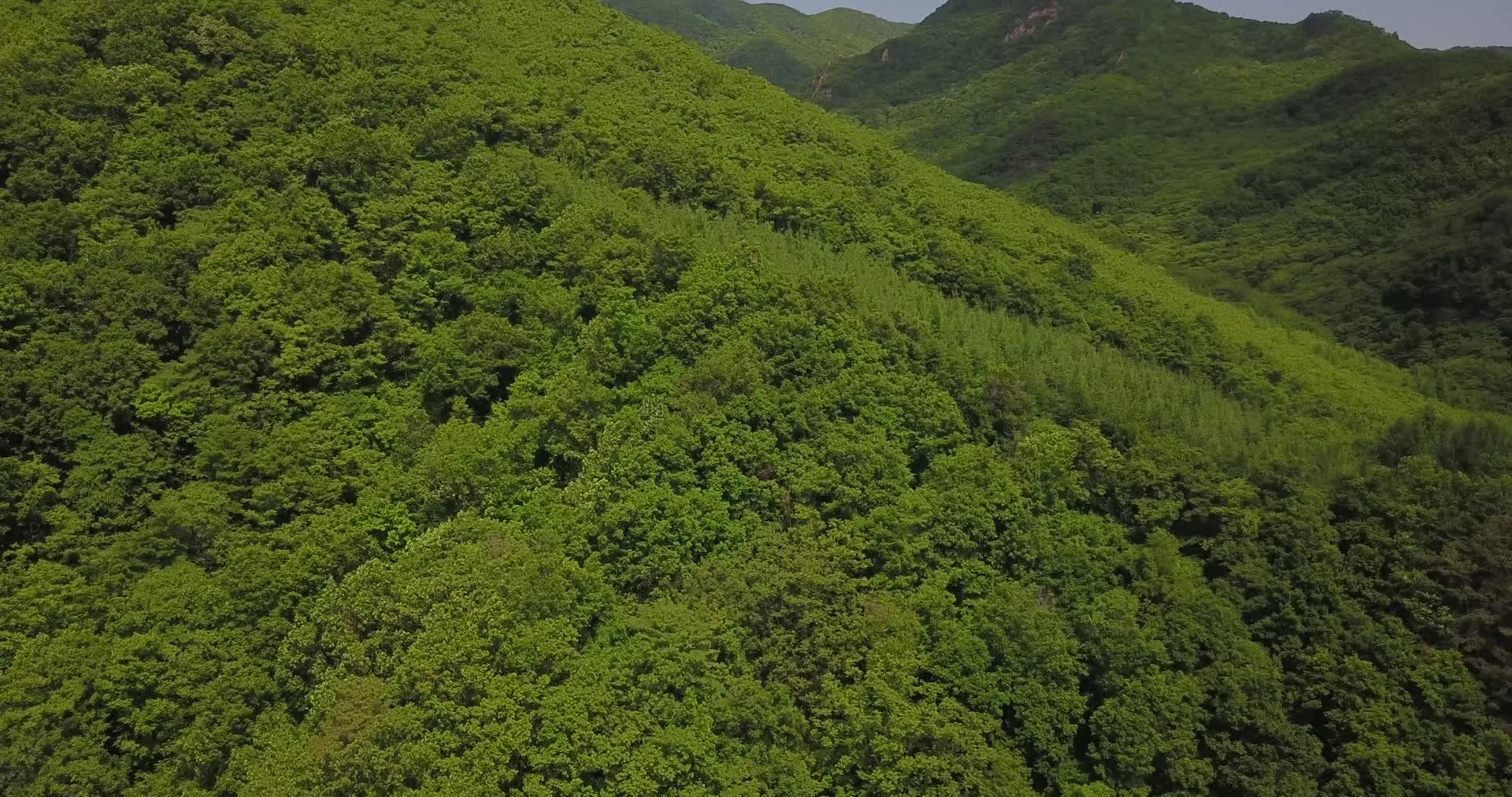 4K茂密山林风景视频的预览图