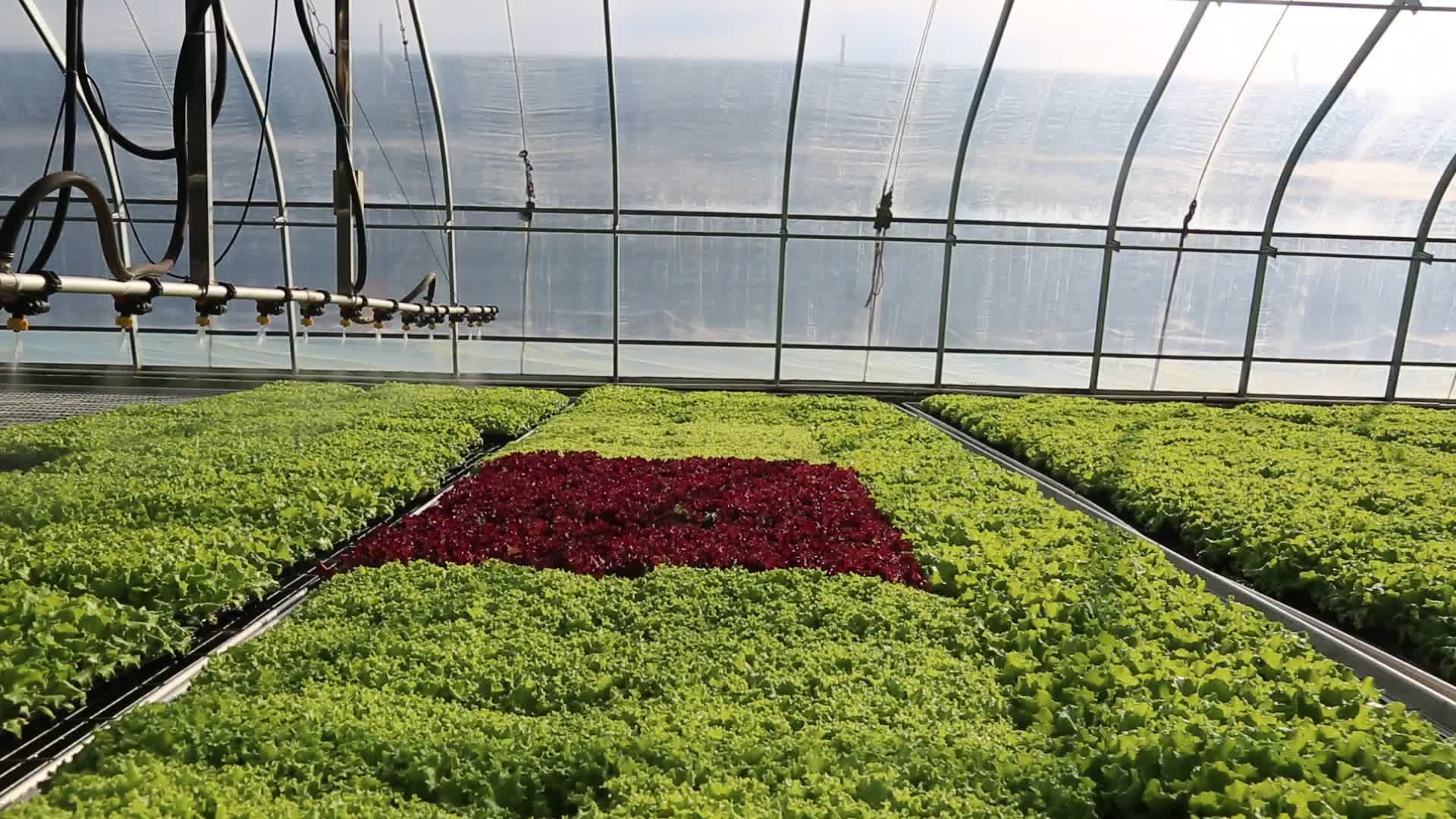 农业温室蔬菜大棚喷淋育苗视频的预览图