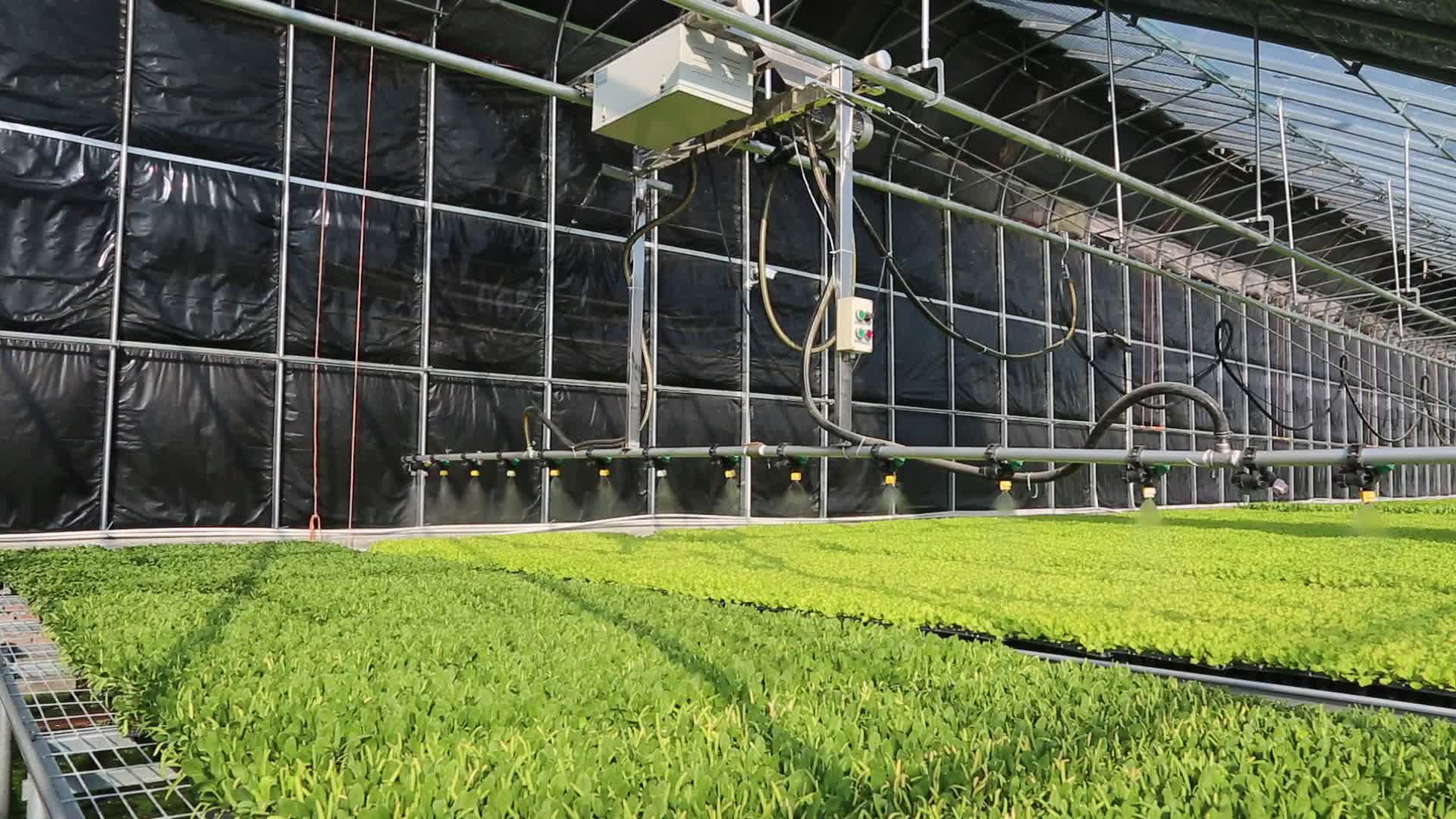 农业温室蔬菜大棚喷淋育苗视频的预览图