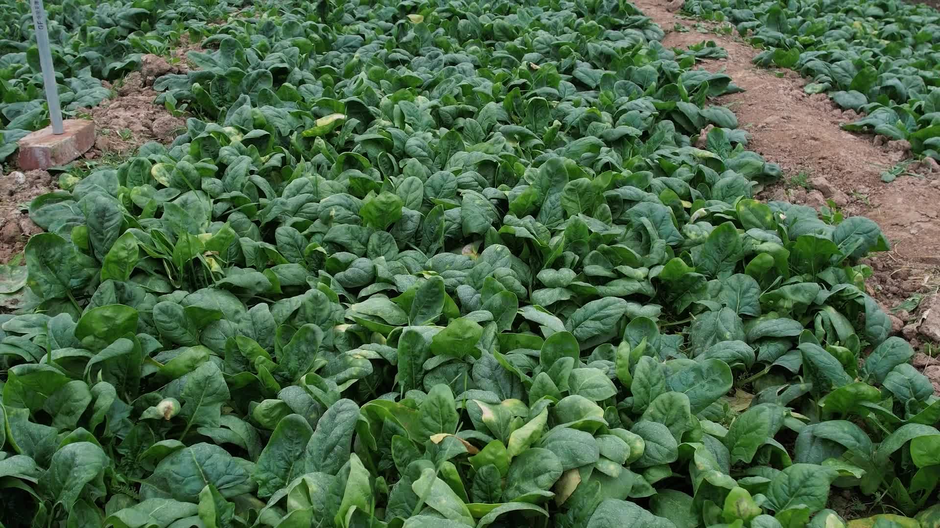 生态有机农产品菠菜种植实拍视频视频的预览图