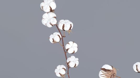 棉花纤维三维动画视频的预览图