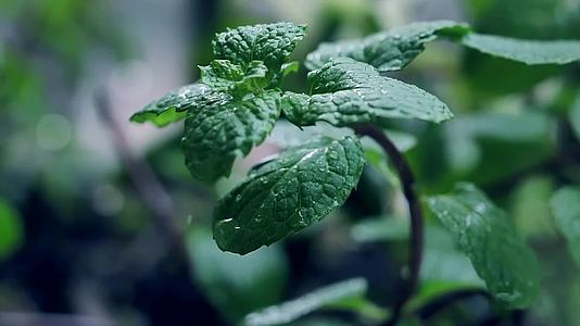 唯美清新雨后空境花草植物视频的预览图