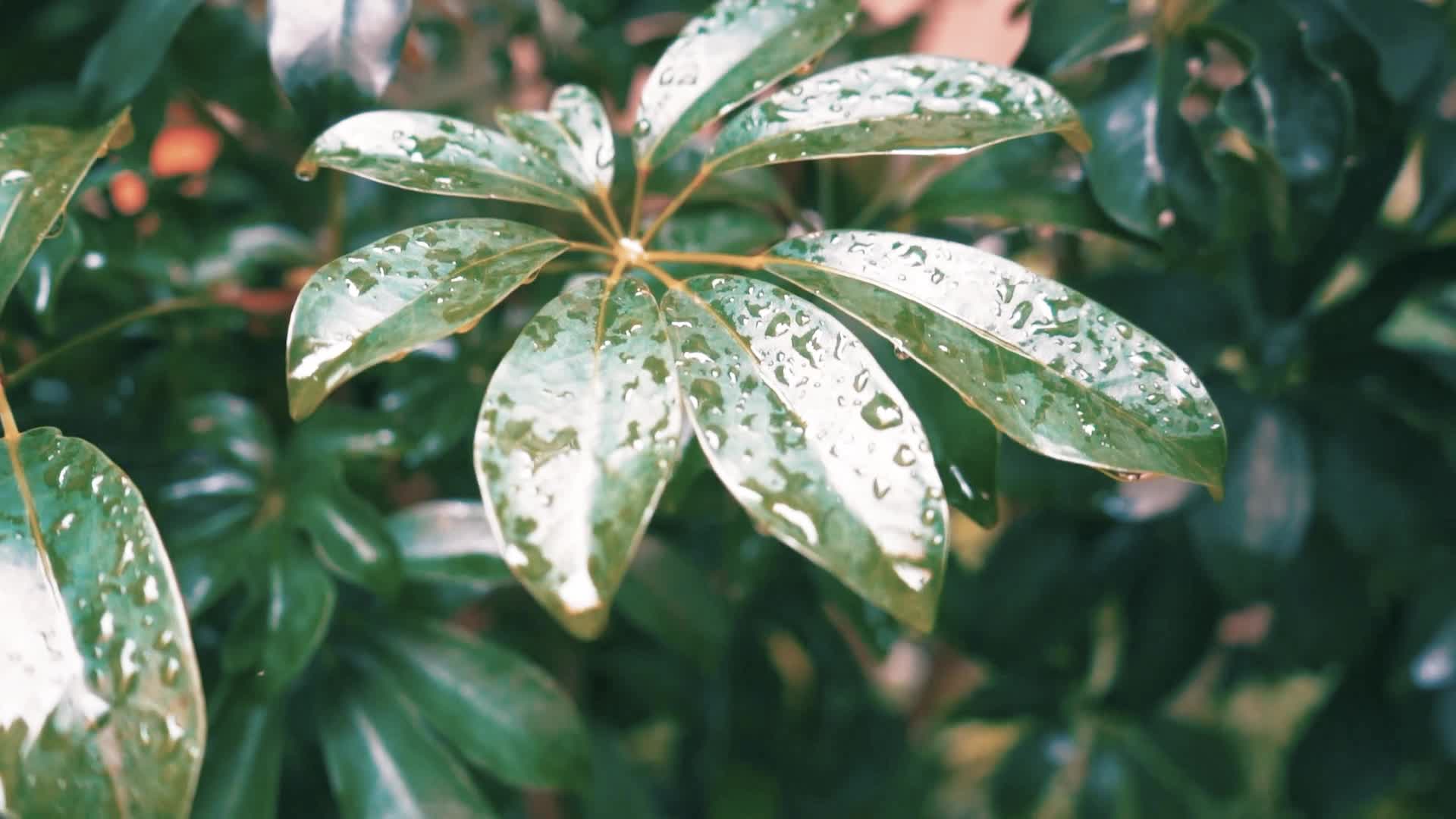 唯美清新雨后空境花草植物视频的预览图