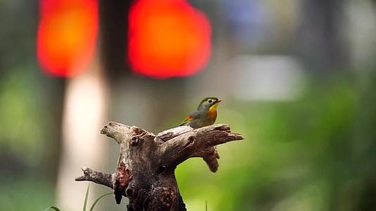 相思鸟红嘴相思安徽黄山公园野生动物鸟类视频的预览图
