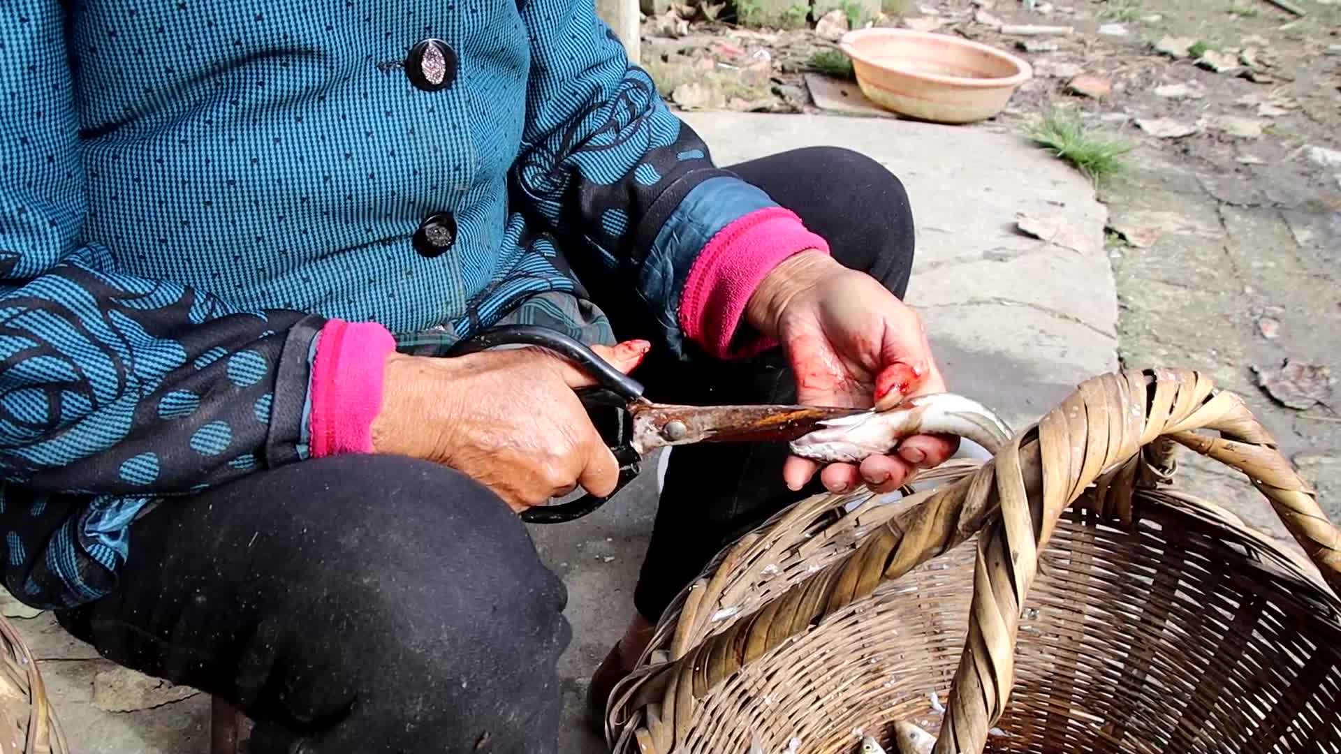 农村生活老奶奶杀鱼日常美食黑鱼视频的预览图