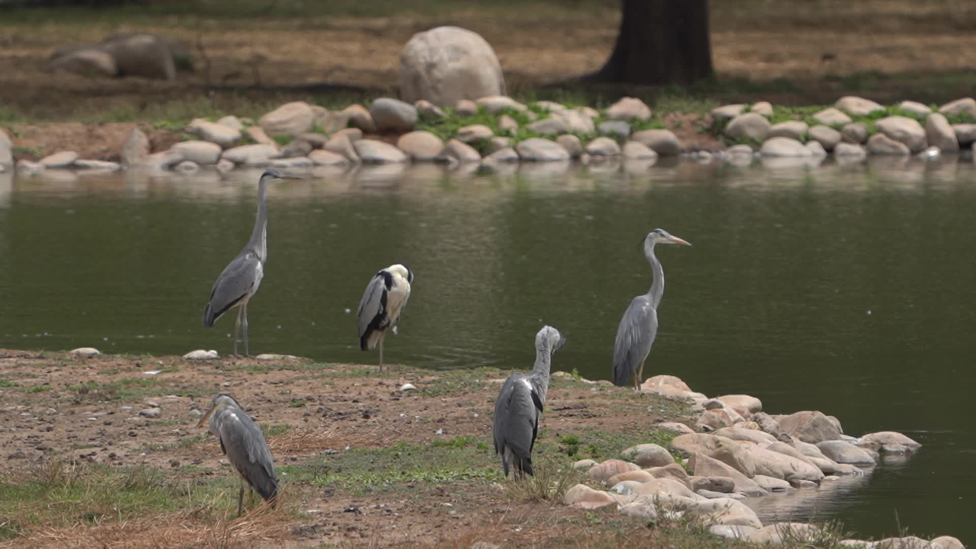 北京麋鹿苑白脸鹭生态水鸟觅食视频的预览图