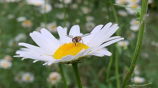 高清春暖看花开蜜蜂采蜜视频的预览图